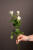 Моно букет из кустовой розы Арт 989903Дв Моно букет из кустовой розы Арт 989903Дв